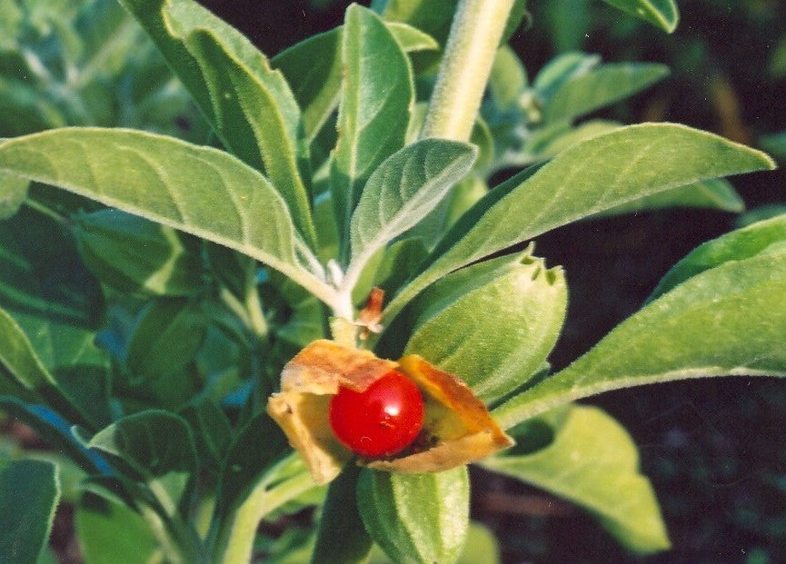 Ginseng, Indiase