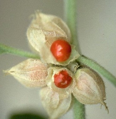 Ginseng, Indiase