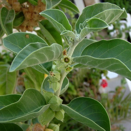 Ginseng, Indiase