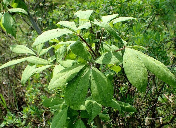 Ginseng, Siberische