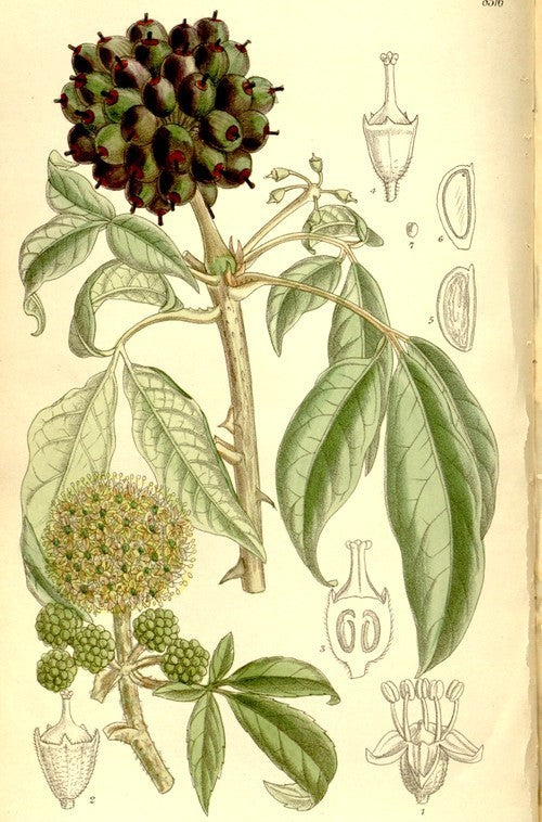 Ginseng, Siberische