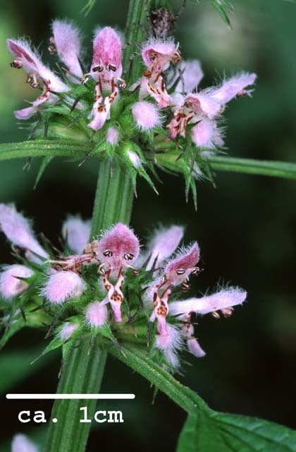 Motherwort