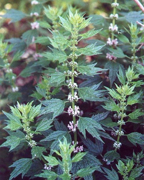 Motherwort