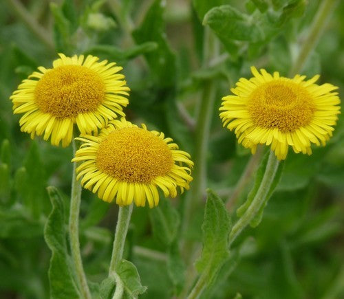 Whole leaves