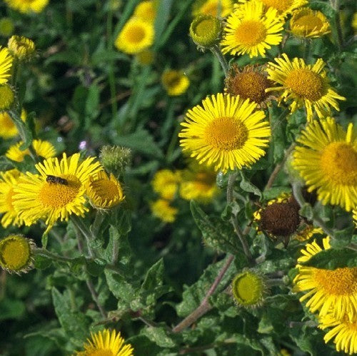 Whole leaves