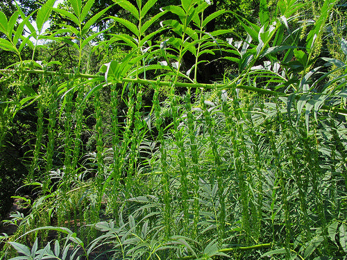 Hemp, False