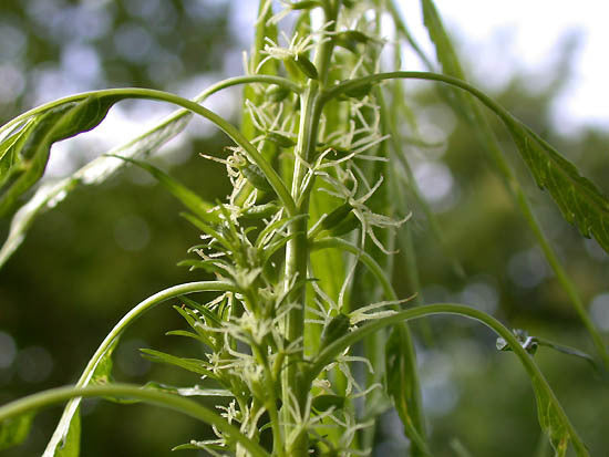Hemp, False