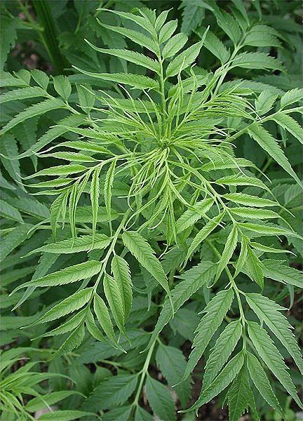 Hemp, False