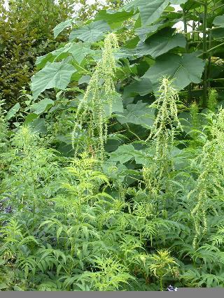 Hemp, False
