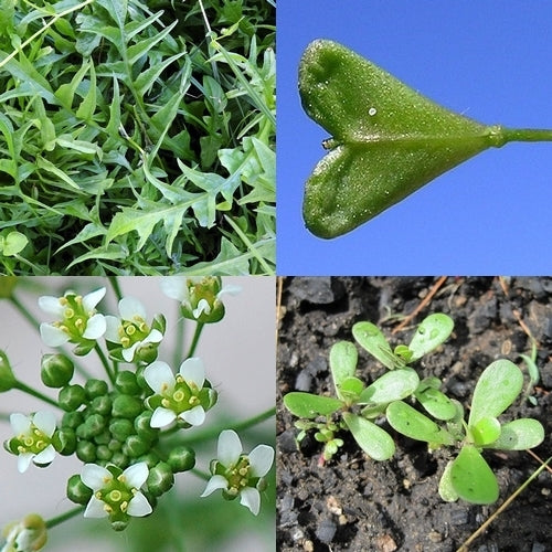 Herderstasje