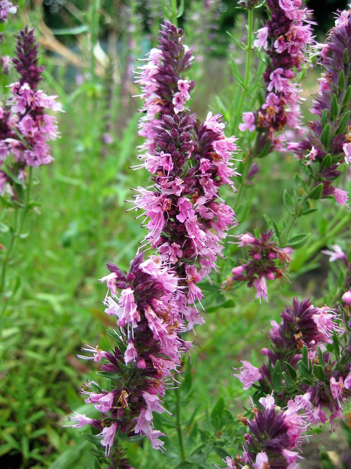 Hysop 'Pink'