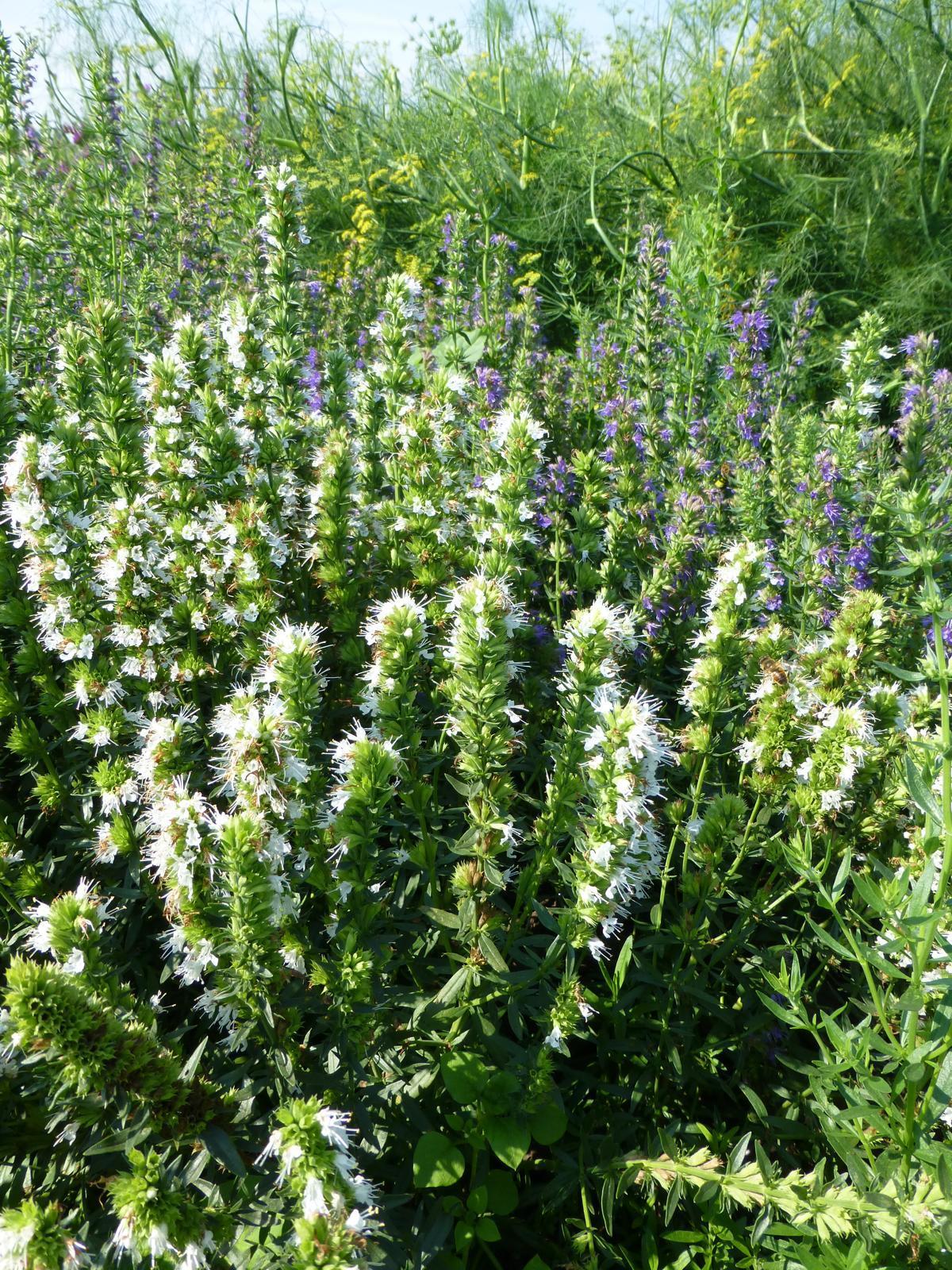 Hysop 'White'