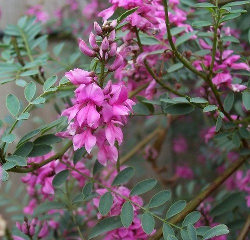 Indigofera, Australian