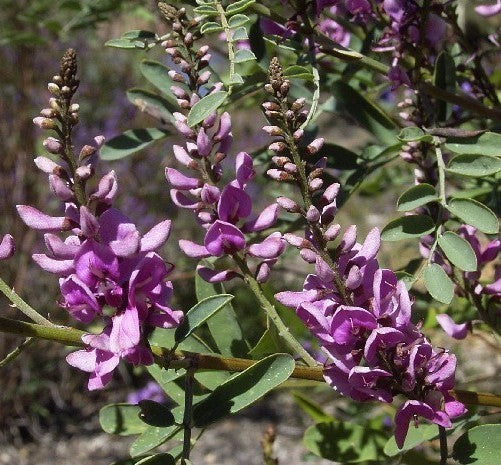 Indigofera, Australian