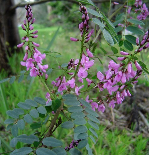 Indigofera, Australian