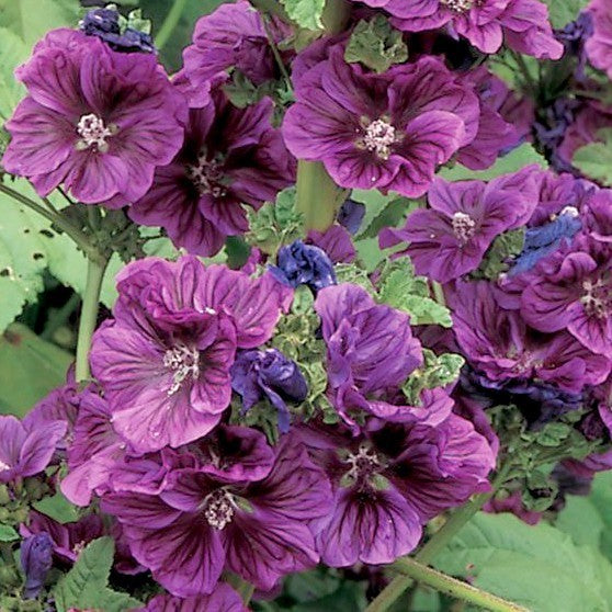 Kaasjeskruid, Groot 'Mauritiana'
