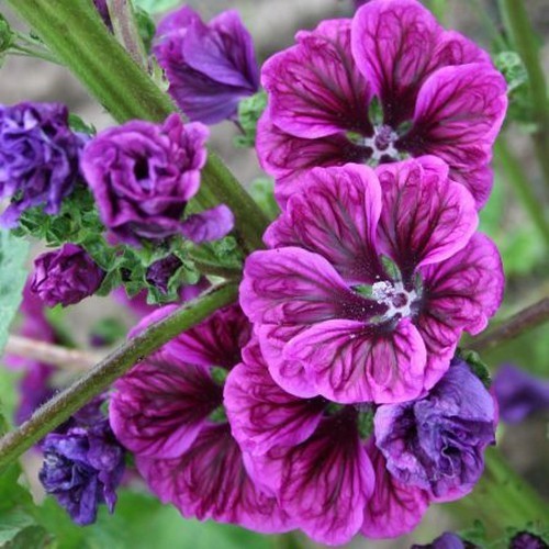 Kaasjeskruid, Groot 'Mauritiana'