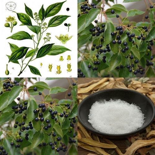 Camphor Tree, True