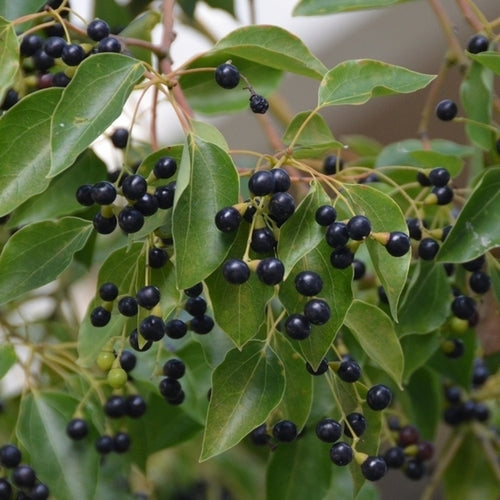 Camphor Tree, True