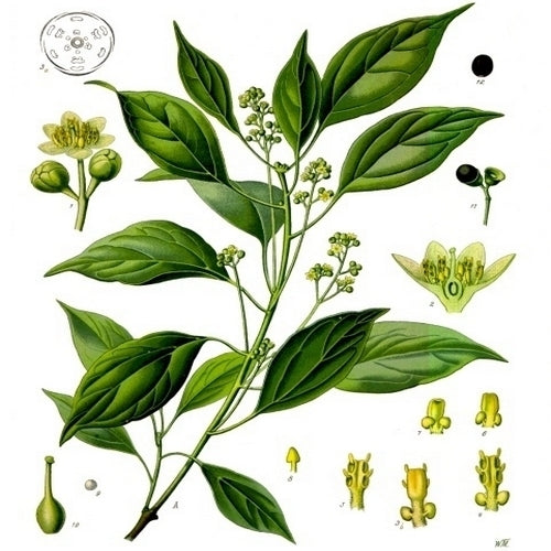 Camphor Tree, True