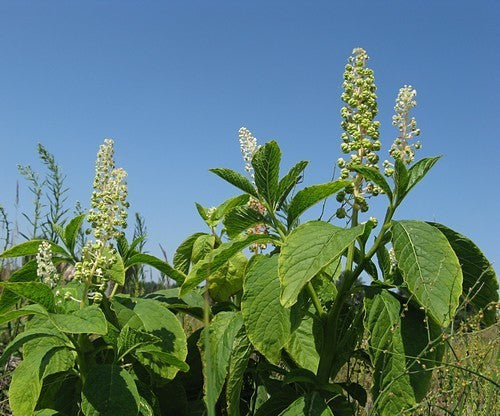 Karmozijnbes, Oosterse