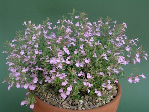 KeizersMint