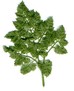 Chervil 'Fijne Krul'