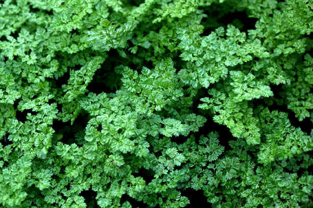 Chervil 'Fijne Krul'