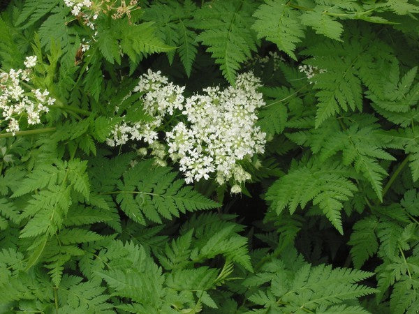 Kervel 'Fijne Krul'