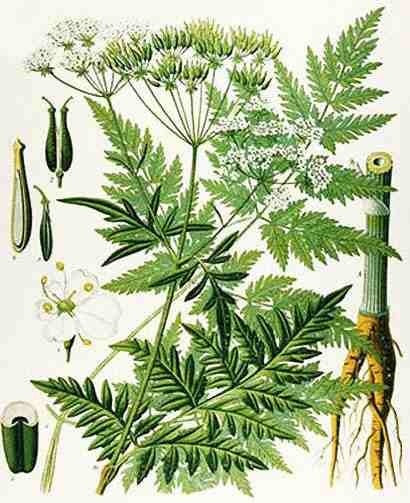 Chervil 'Brussels Winter'