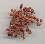 Kiespijnboom