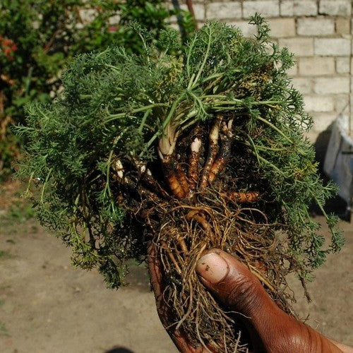 Toothache plant