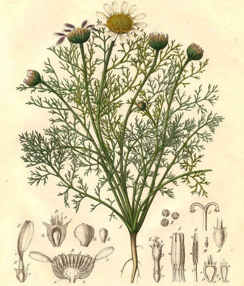 Toothache plant