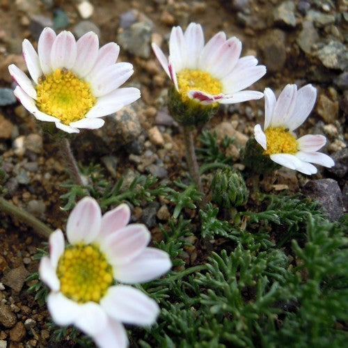 Toothache plant