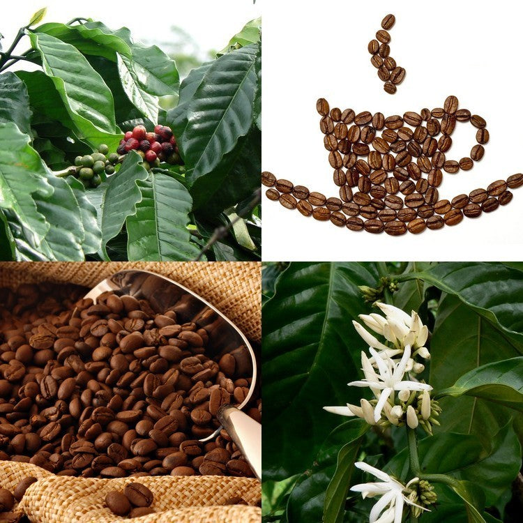 Coffee, Arabic 'Nana'