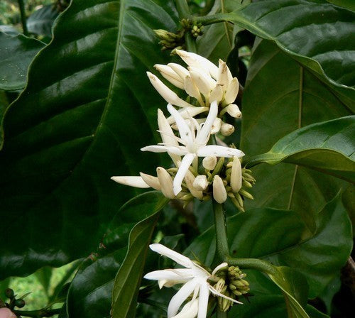 Coffee, Arabic 'Nana'
