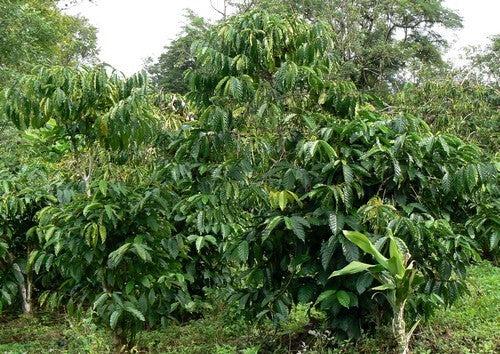 Coffee, Arabic 'Nana'