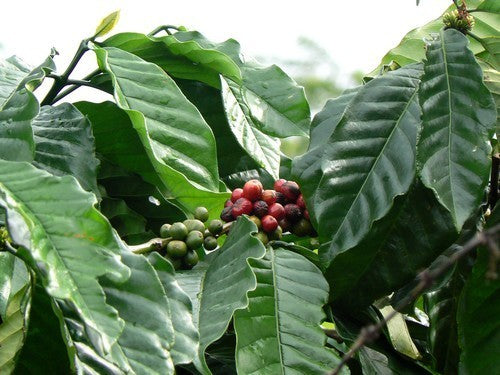 Coffee, Arabic 'Nana'