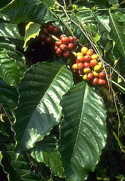 Coffee, Arabic 'Nana'