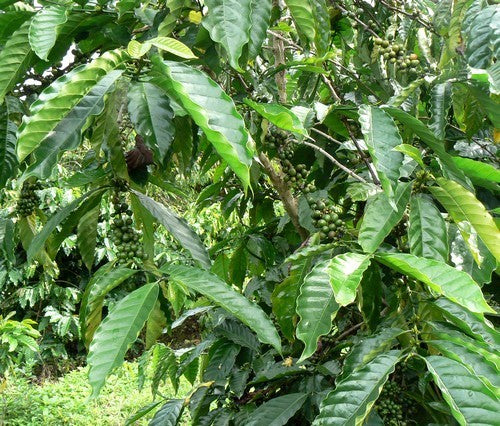 Coffee, Arabic 'Nana'