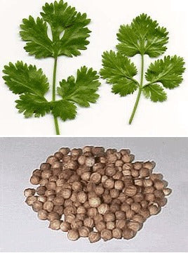Coriander Standard Type