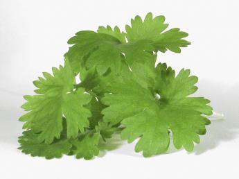 Koriander 'Pot Luck' / (= Type 99057)
