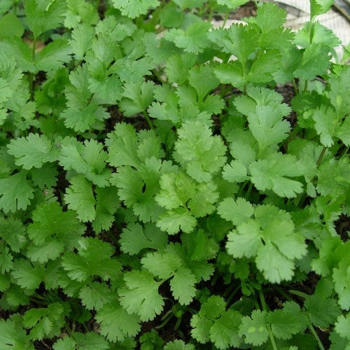 Koriander 'Slowbolt' / 'Santo'