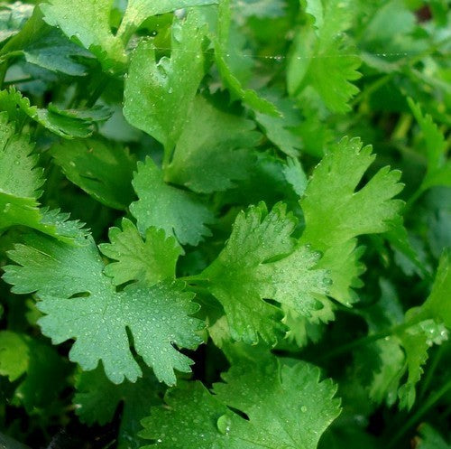 Coriander 'Slowbolt' / 'Santo'