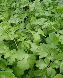 Coriander 'Lemon'