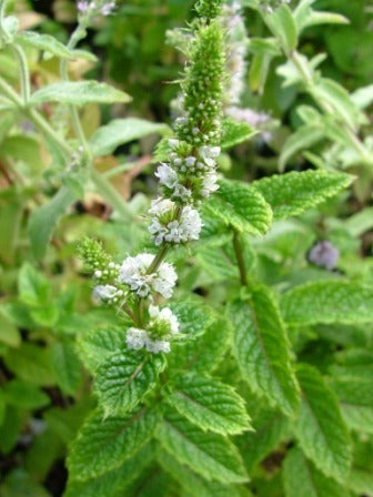 KruizeMunt 'Crispata'
