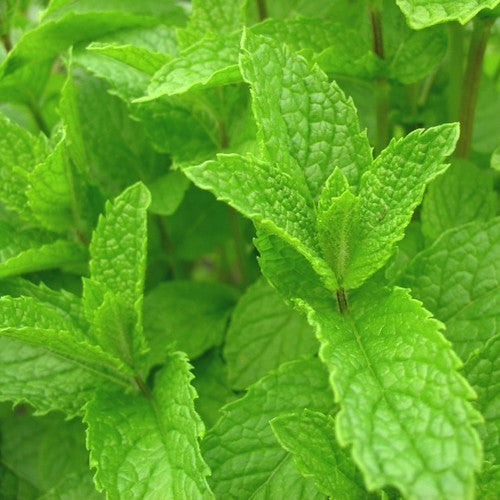 KruizeMunt 'Crispata'