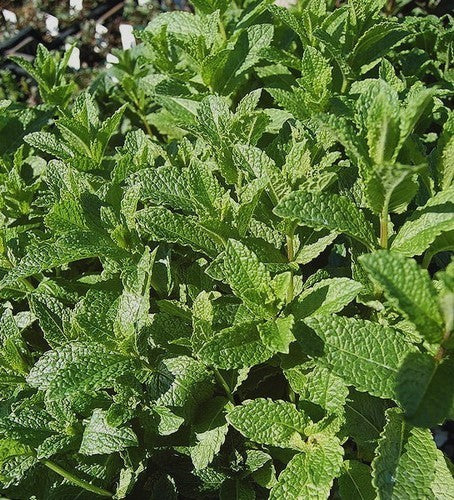 KruizeMunt 'Crispata'