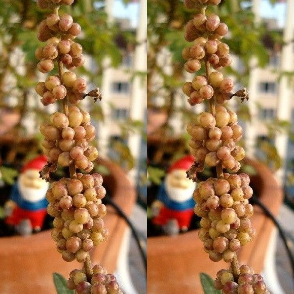 Kuisheidsboom