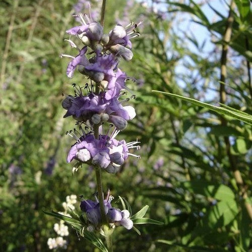 Kuisheidsboom